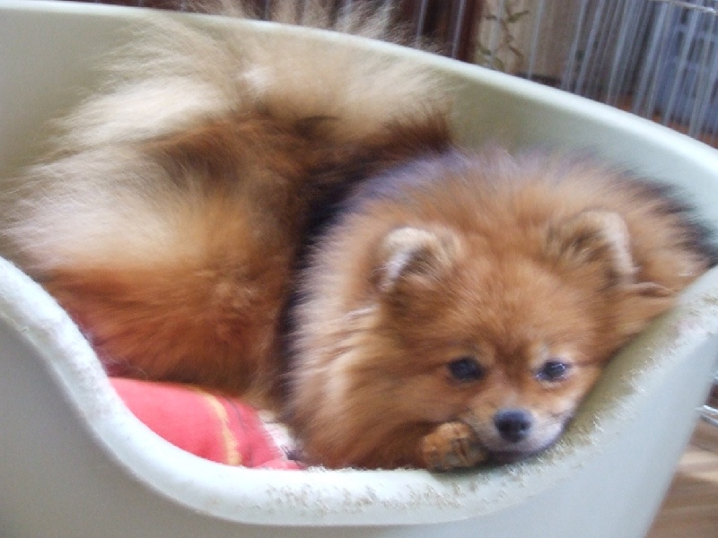 Publication : de la taniére des louveteaux