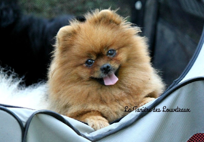 Publication : de la taniére des louveteaux