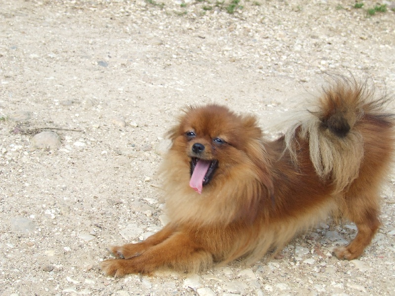 Publication : de la taniére des louveteaux