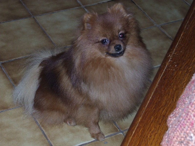 Publication : de la taniére des louveteaux