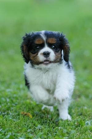 Publication : du pays des songes Auteur : Du pays des Songes