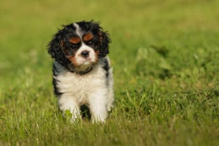 Publication : du pays des songes Auteur : Du pays des Songes