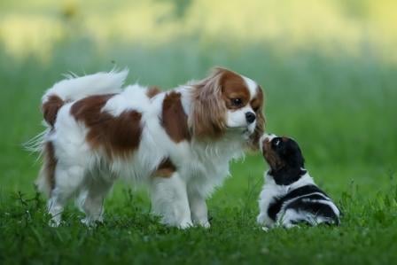 Publication : du pays des songes Auteur : Du pays des Songes