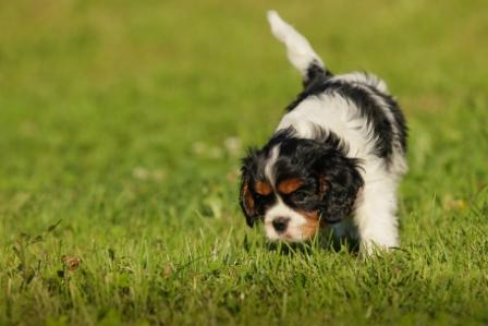 Publication : du pays des songes Auteur : Du pays des Songes