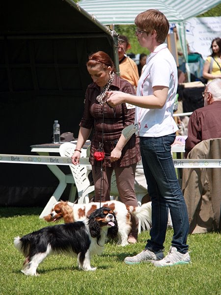 Publication : du pays des songes Auteur : Du pays des Songes