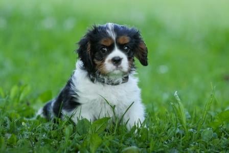 Publication : du pays des songes Auteur : Du pays des Songes