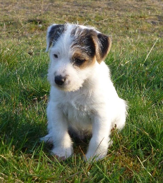 Jayka des Garennes du Horn