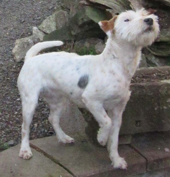 Jayka des Garennes du Horn