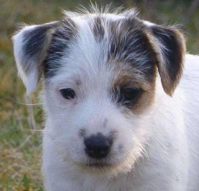 Jayka des Garennes du Horn