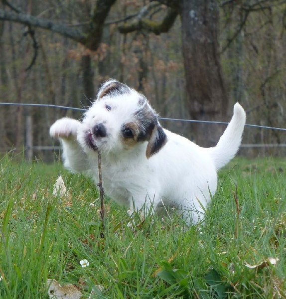 Jayka des Garennes du Horn