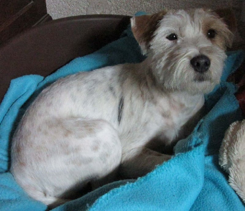 Jayka des Garennes du Horn