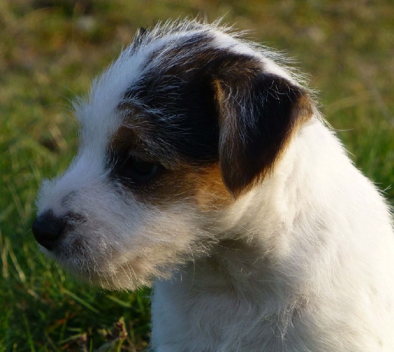 Jayka des Garennes du Horn