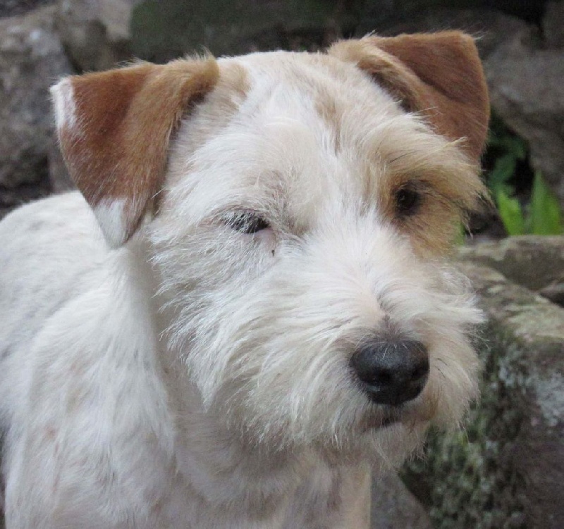 Jayka des Garennes du Horn