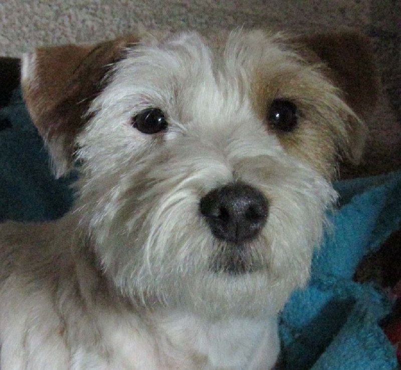 Jayka des Garennes du Horn