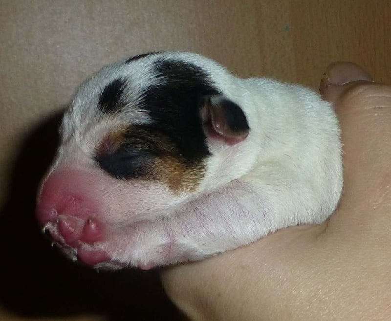 Jayka des Garennes du Horn