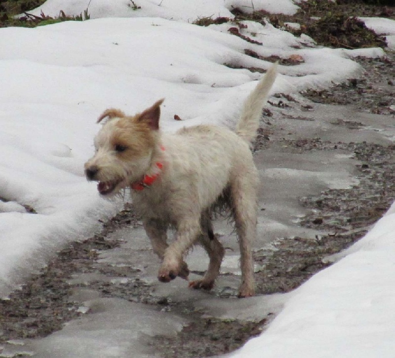 Jayka des Garennes du Horn