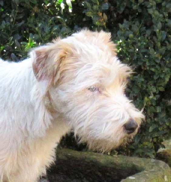 Jayka des Garennes du Horn