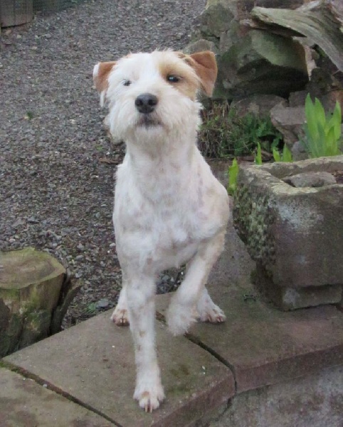 Jayka des Garennes du Horn