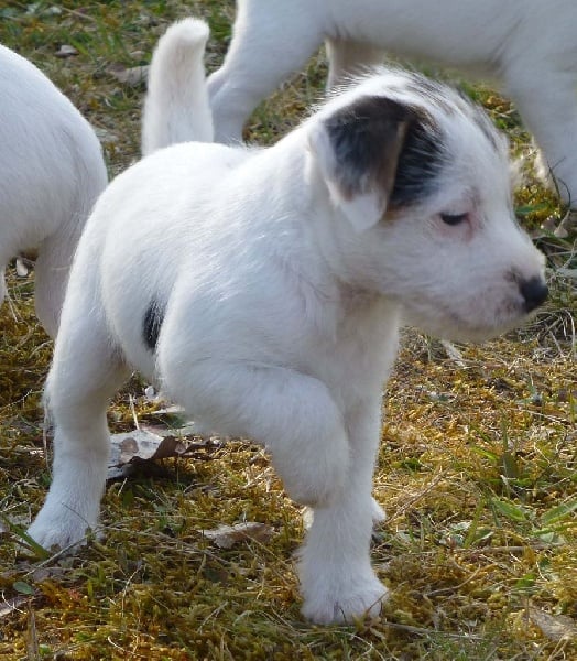 Jayka des Garennes du Horn