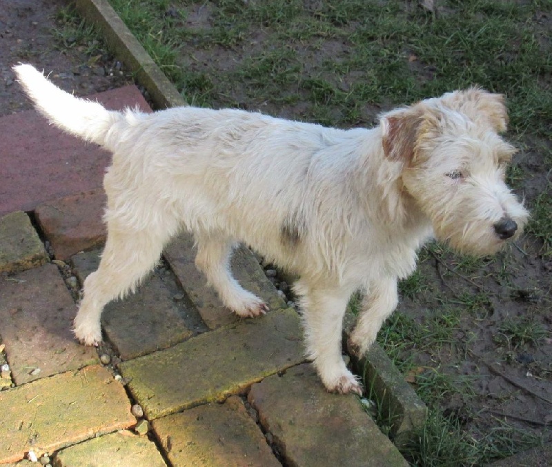 Jayka des Garennes du Horn