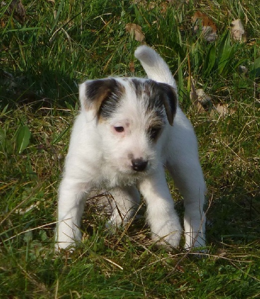 Jayka des Garennes du Horn