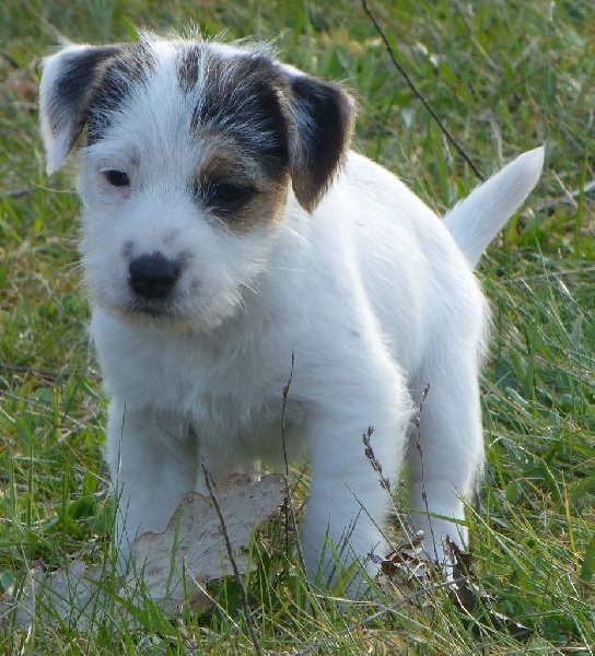 Jayka des Garennes du Horn