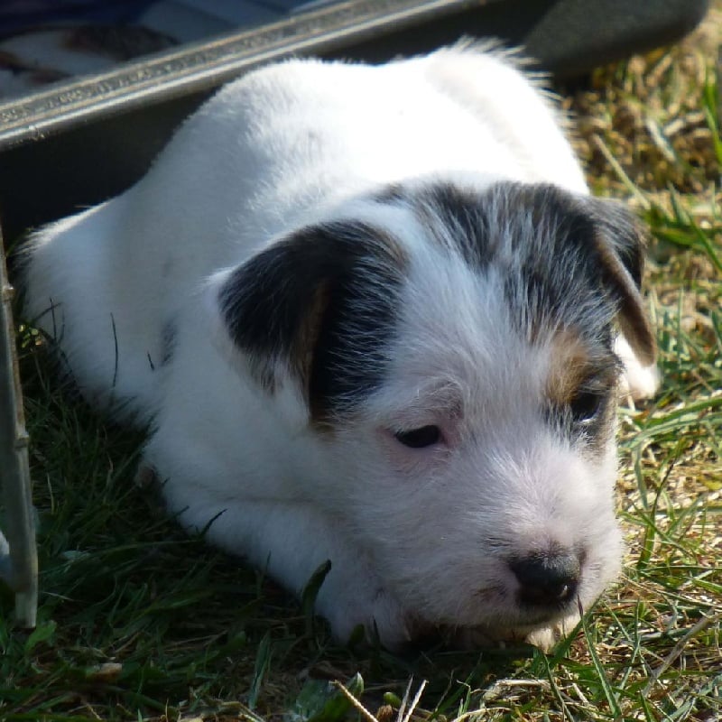 Jayka des Garennes du Horn