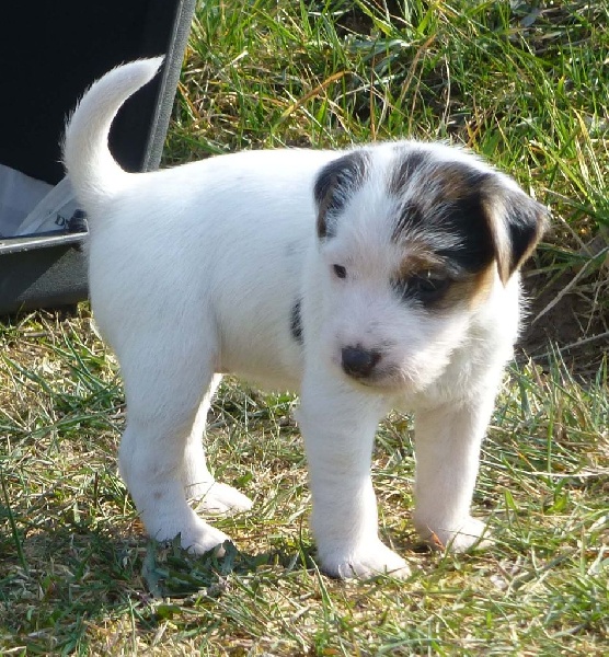 Jayka des Garennes du Horn