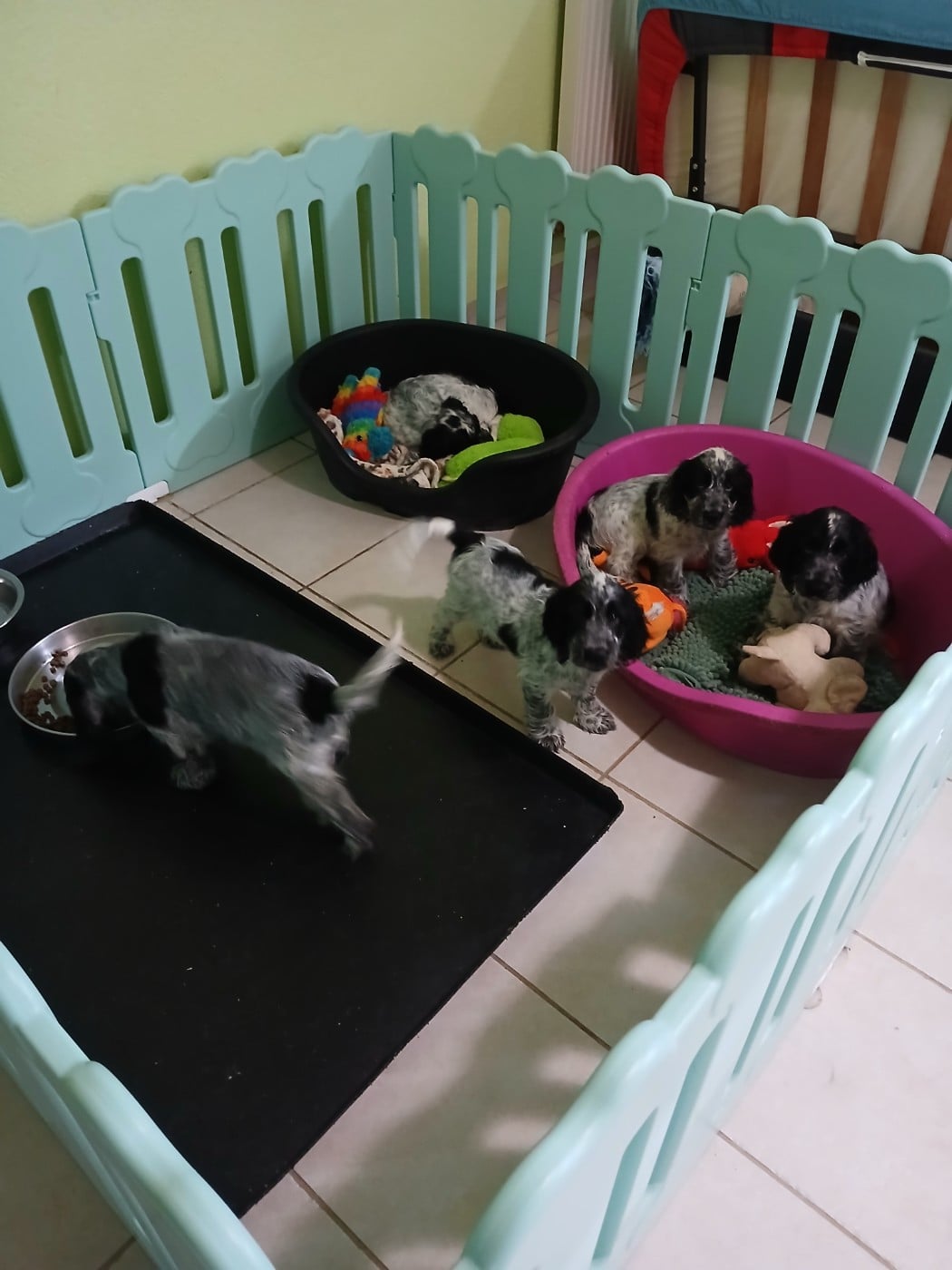 Cocker Spaniel Anglais - des Charmes de Verzan