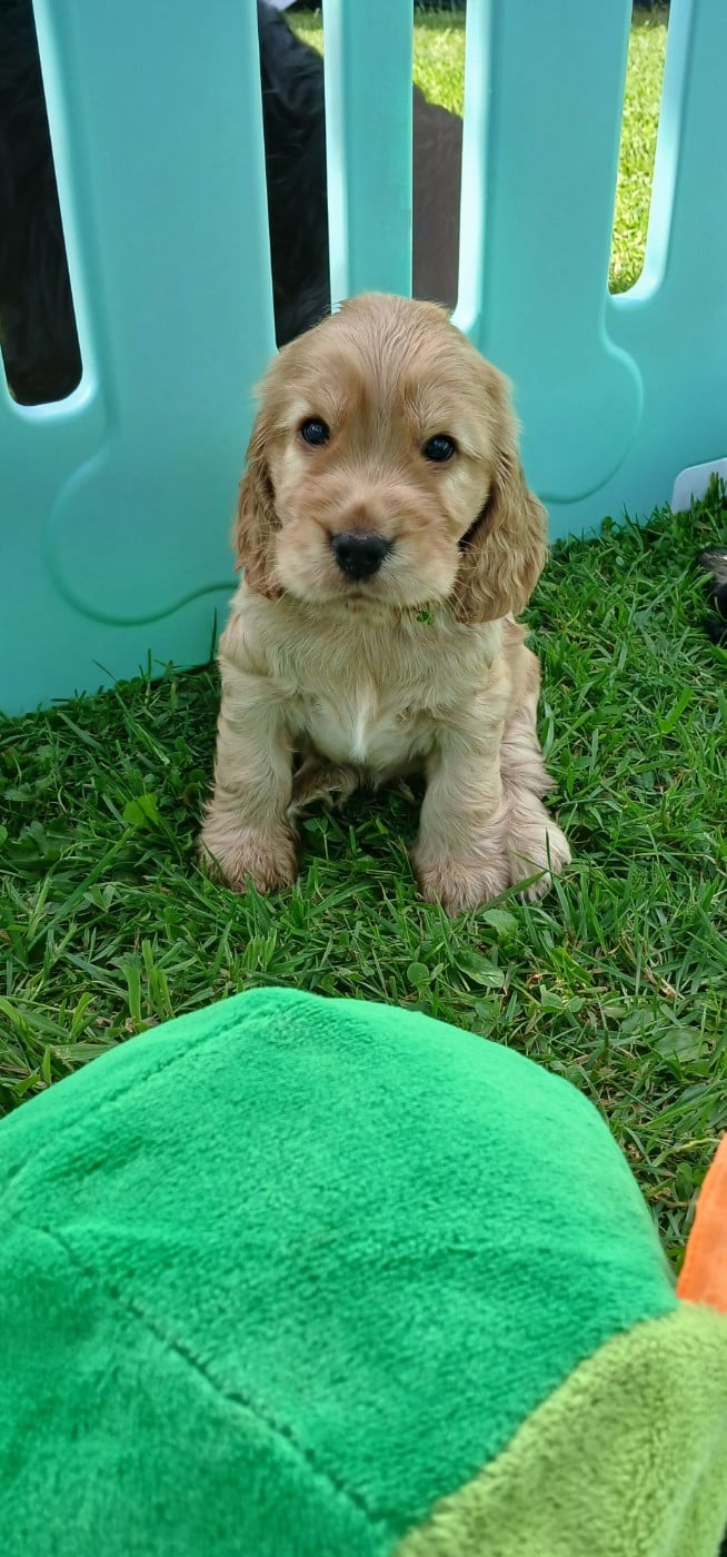 Cocker Spaniel Anglais - des Charmes de Verzan