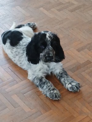 Les chiots de Cocker Spaniel Anglais