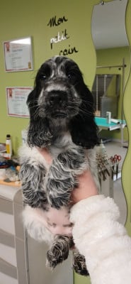 Les chiots de Cocker Spaniel Anglais