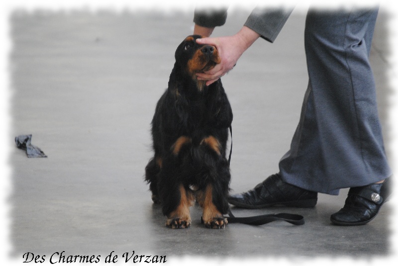 I wanna be a star de l'Isle aux Lutins - Très PROMETTEUR CLASSE PUPPY