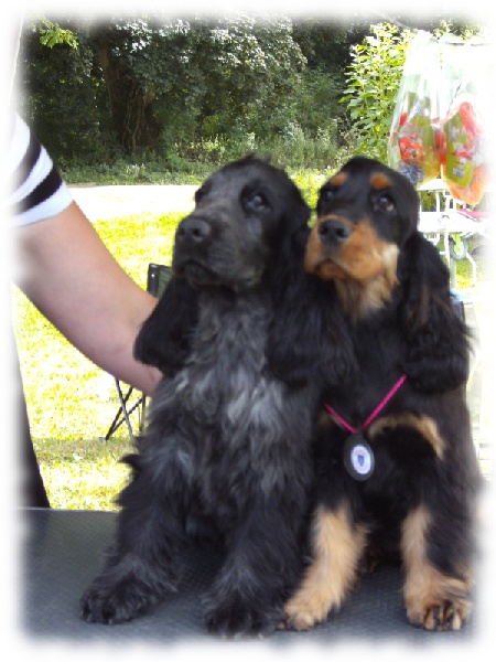 I wanna be a star de l'Isle aux Lutins - Très Prometteur Meilleur Baby