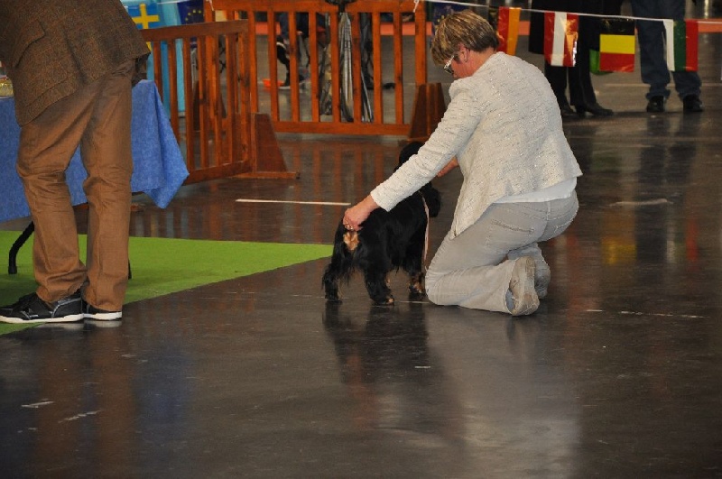 I wanna be a star de l'Isle aux Lutins - 1ere exc CACS classe Intermédiaire femelle