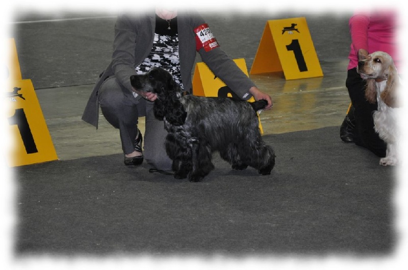 Isn't she lovely de l'Isle aux Lutins - 2ème excellente classe jeune