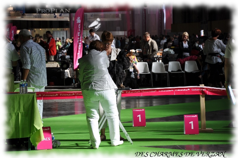 Corralet du Talai - Excellent classe ouverte mâle