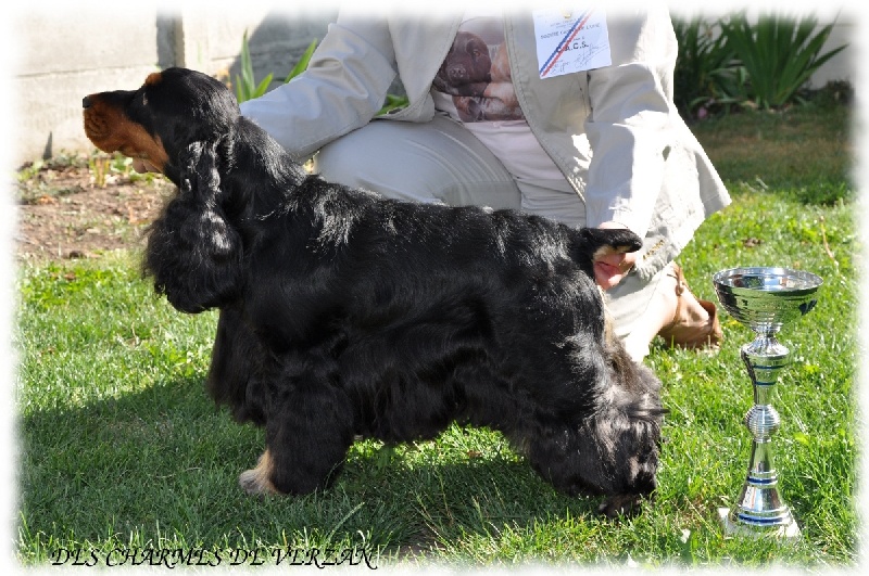 Corralet du Talai - 1 er Excellent CACS classe ouverte mâle