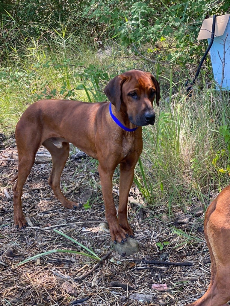 K9 Rodesian Ridgeback Accueil - Elevage De La Cigalerie - eleveur de chiens Rhodesian Ridgeback