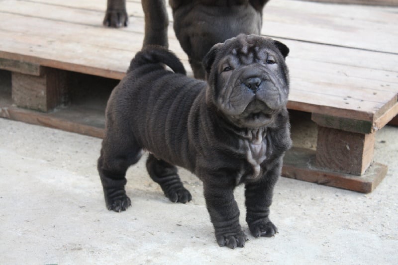 Photos Elevage Du Grain De Beaut Eleveur De Chiens Shar Pei photos-elevage-du-grain-de-beaut-eleveur-de-chiens-shar-pei