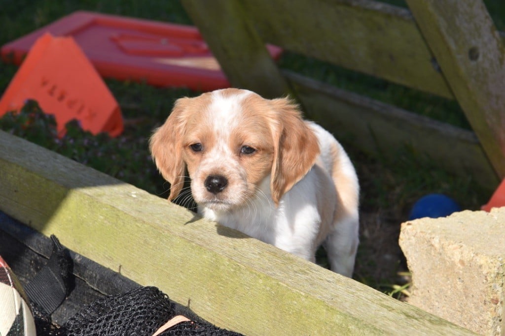 Petshop - Chien épagneul #79 BIS - Spaniel dog #79 BIS