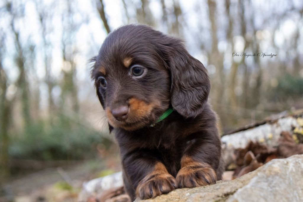 Chiot Teckel A Poil Long