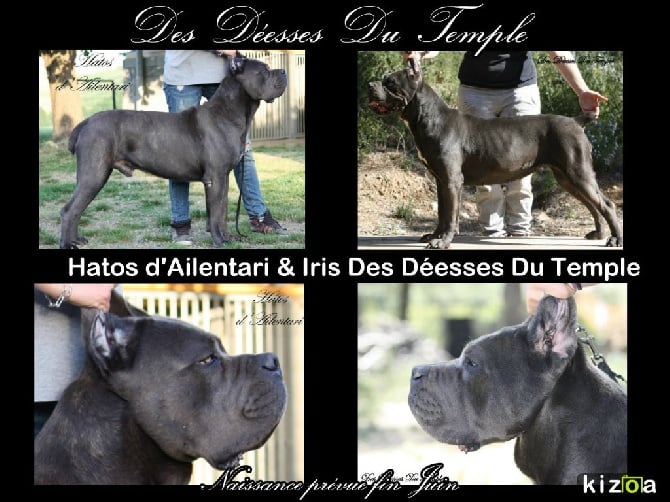 La Beauty Routine Per Curare Il Pelo Del Cane - Foto 2