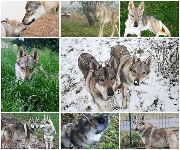Accueil - Elevage African Shadows - eleveur de chiens Chien-loup