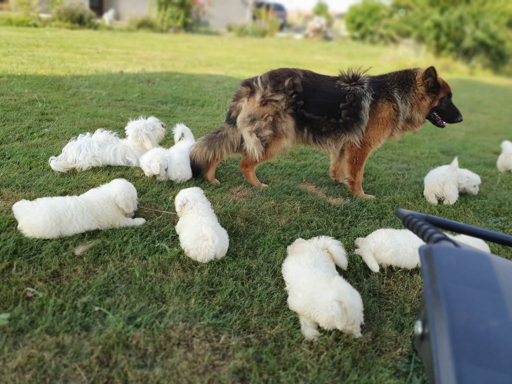 Accueil - Elevage de la Maison Vigny - eleveur de chiens Berger