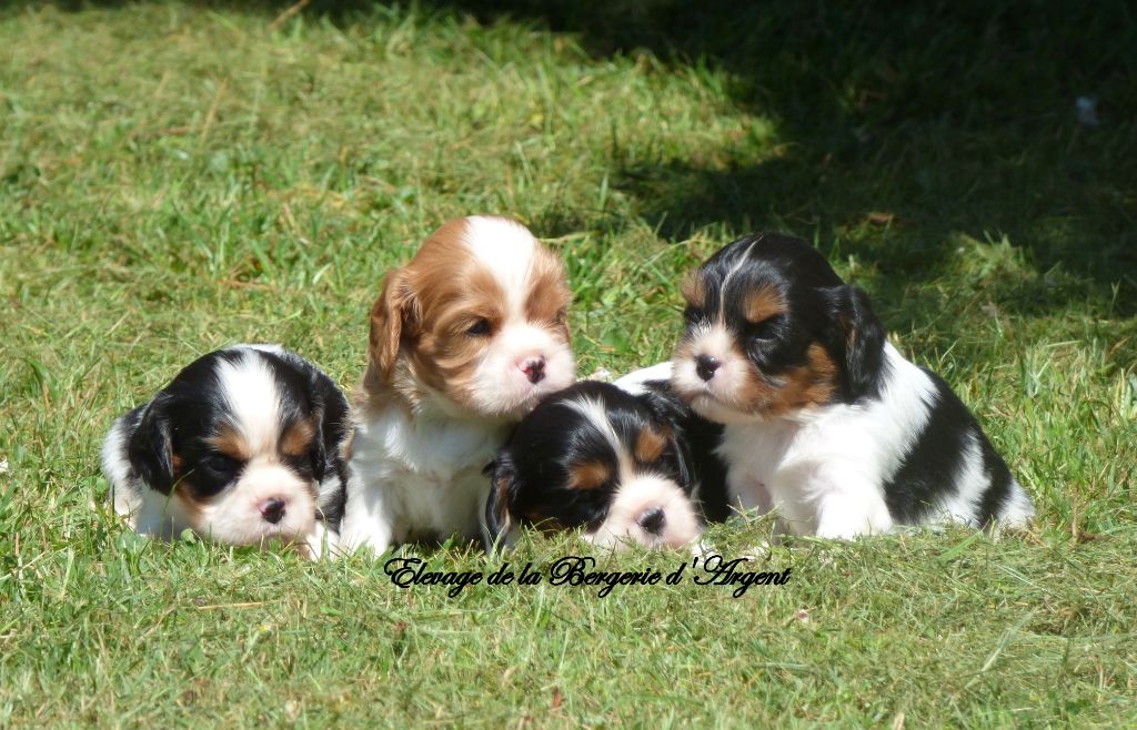 Magnifique Chiots Cavalier King Charles à Donner Accueil - Elevage de la bergerie d'argent - eleveur de chiens Cavalier